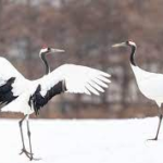 2024年4月　住宅金融支援機構すまいる債＜金利決定＞