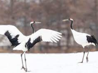 2024年 住宅金融支援機構マンション共用部分リフォーム融資 2024年 住宅金融支援機構マンション共用部分リフォーム融資